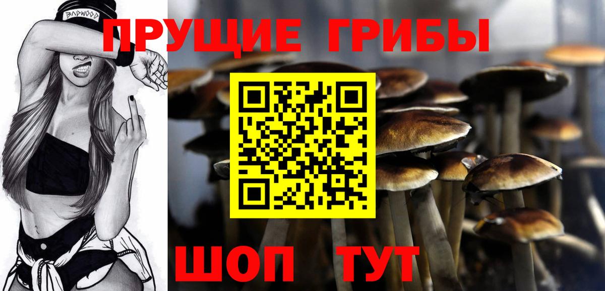 как найти наркотики  Вход с VPN  Псилоцибиновые грибы прущие грибы  Новодвинск  Галлюциногенные грибы мицелий 